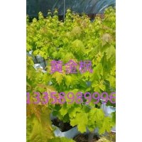 金葉五角楓、普林斯頓黃金楓