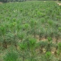 山西1-3年白皮松、白皮松價(jià)格、占地白皮松