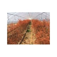 中山杉小苗中山杉價格