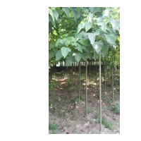 出售楸樹苗，梓樹苗13839488177