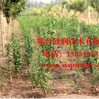 欣潤(rùn)苗木大量供應(yīng)絲棉木 1.5米