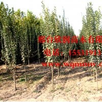 欣潤苗木大量供應西府海棠