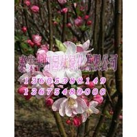 山東西府海棠苗木基地