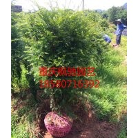 南方紅豆杉各種規(guī)格小苗價格