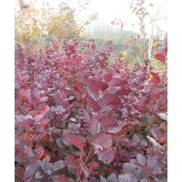 山東諸城供應(yīng)一年生紅櫨小苗