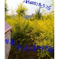 金葉榆、山東金葉榆基地、濱州金葉榆基地