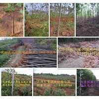 泡桐基地專供泡桐苗，大量批發(fā)供應(yīng)1-10公分泡桐苗、種根