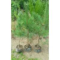 樟子松營養(yǎng)缽苗木