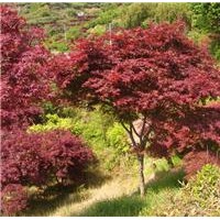 紅楓，美國紅楓，日本紅楓，嫁接紅楓 籽播紅楓苗