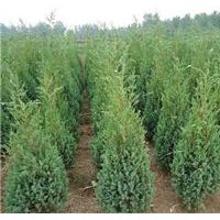 供應(yīng)刺松，刺柏，松樹(shù)，松柏，常綠植物，花卉，苗木。