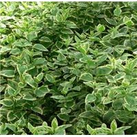 基地大量供應(yīng)彩葉長(zhǎng)春藤,常春藤，常青藤，藤本花卉