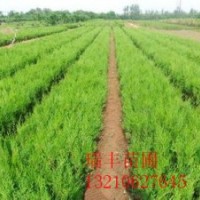 河南龍柏苗價格便宜