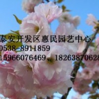 山東泰安櫻花苗批發(fā)價格