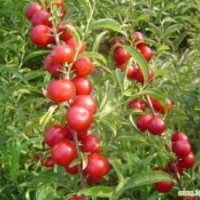 1年鈣果苗；3年鈣果苗