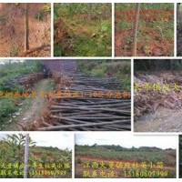 泡桐基地長(zhǎng)年大量出售泡桐苗、泡桐種根