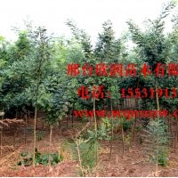 河北邢臺欣潤苗木大量供應(yīng)國槐 12公分