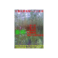 垂柳樹穗一根一桿二根一桿三根兩桿苗18745517183