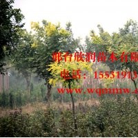 河北邢臺欣潤苗木大量供應(yīng)龍爪槐胸徑 5公分