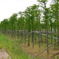 15公分中山杉 15公分中山杉15公分中山杉