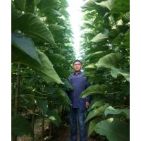 當(dāng)年楸樹苗3公分