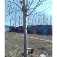 河北邢臺欣潤苗木大量供應(yīng)法桐 20公分