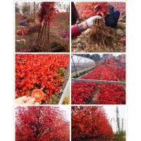 自產(chǎn)自銷美國紅楓小苗至八公分，