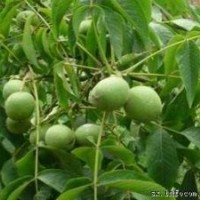 采摘園苗木梨樹苗 蘋果樹 核桃樹 桃樹苗 杏樹苗