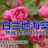 新疆白蘭地海棠苗/王族海棠苗小苗