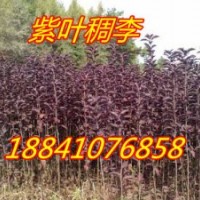 大葉紫葉稠李苗/吉林紫葉稠李苗