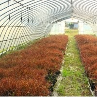供應(yīng)大量觀賞草容器苗