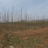 大量出售 梧桐樹 桃樹 海棠樹