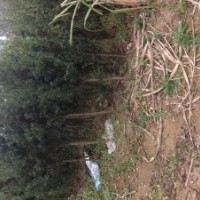 3到5公分羅漢松