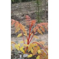 出售錦葉欒接穗，定植油松杯苗