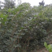 大量供應優(yōu)質五角楓，白蠟，連翹