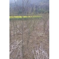 青檀小苗 青檀苗