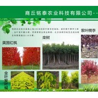 大量供應(yīng)紫葉稠李、金葉復(fù)葉槭、欒樹、紅楓等