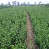 長(zhǎng)期供應(yīng)山東招遠(yuǎn)大葉黃楊