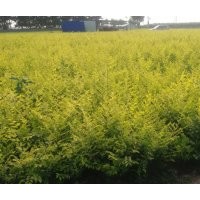 營養(yǎng)缽金葉榆