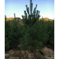 供應(yīng)白皮松，油松，國槐，連翹