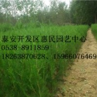 山東泰安0.5-3米高側(cè)柏苗批發(fā)價(jià)格