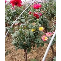 特價供應(yīng)月季樹、樹狀月季