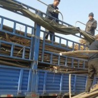 低價供應：毛白楊，速生楊，紅葉楊，新疆楊