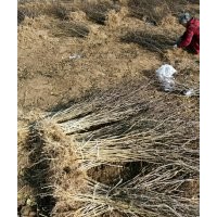 大紅袍花椒苗獅子頭速生楊樹(shù)苗桃樹(shù)苗泡桐低價(jià)供應(yīng)
