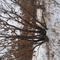 長征苗圃云杉,水曲柳,樟子松