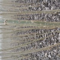 速生楊樹苗花椒苗桃樹苗泡桐冬青苗大葉女貞低價處理大量供應(yīng)