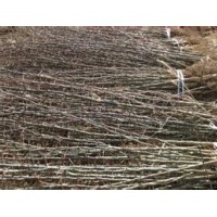 皂角苗價(jià)格=占地皂角苗