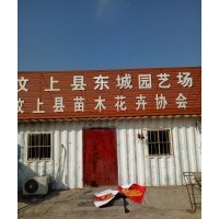 出售白蠟，法桐，國槐！