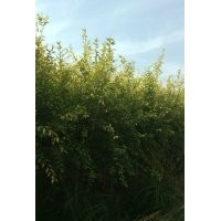 2017年金葉榆最新價(jià)格