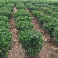 河北哪里有供應(yīng)冬青的？咨詢電話：15263086222