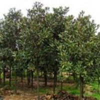 山西玉蘭種植基地，利元苗木咨詢電話：15263086222